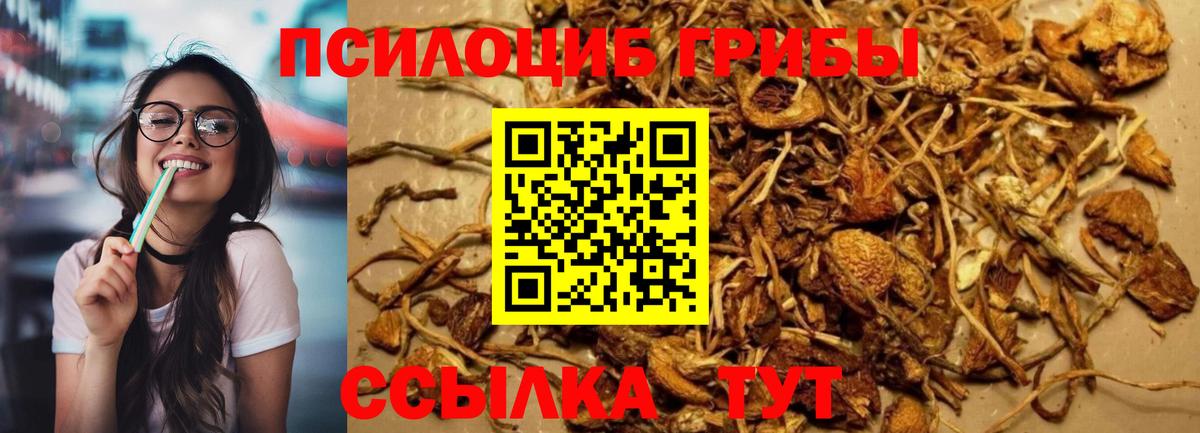 Псилоцибиновые грибы Magic Shrooms  Вход с VPN  где можно купить наркотик  Псилоцибиновые грибы прущие грибы  Кингисепп 